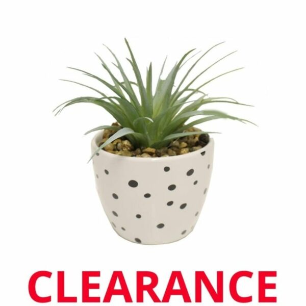 Wholesale Cactus Succulent in White Pot