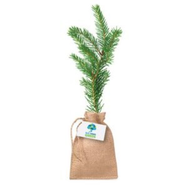 Custom Norway Spruce Seedlings